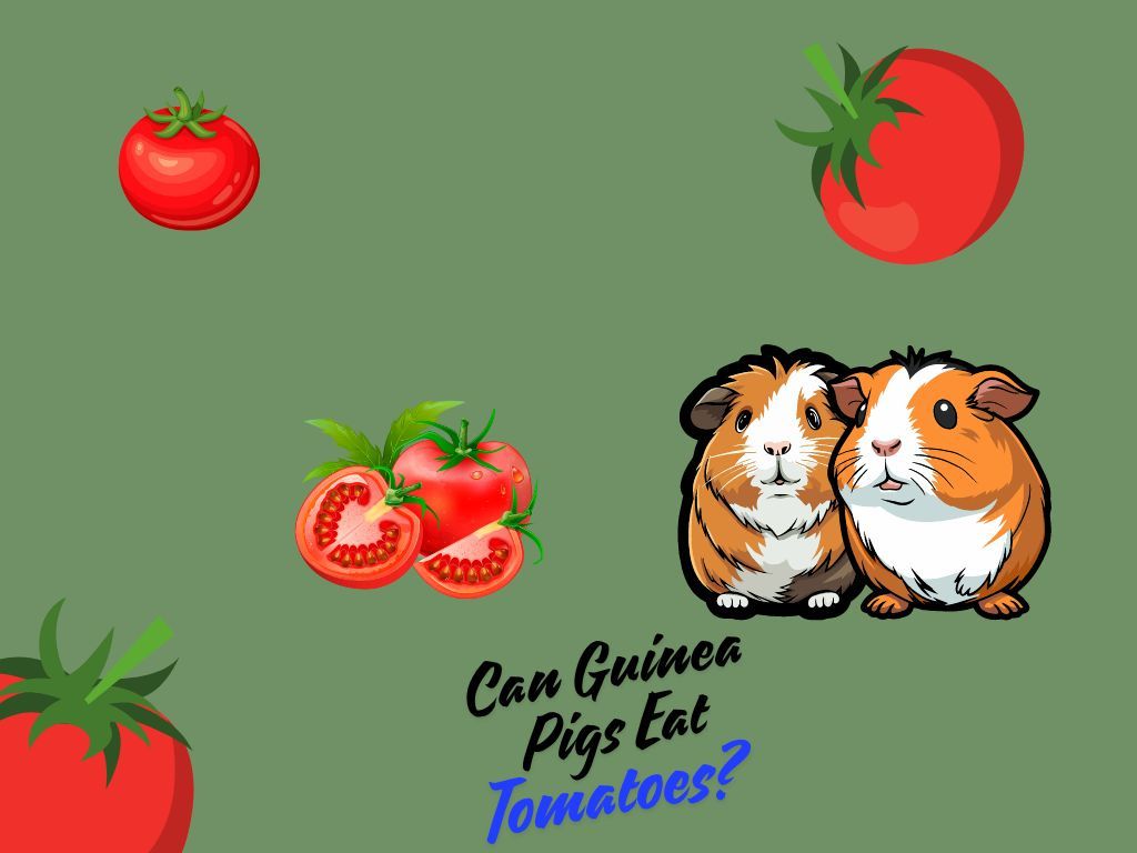 Guinea Pigs Eat Tomatoes