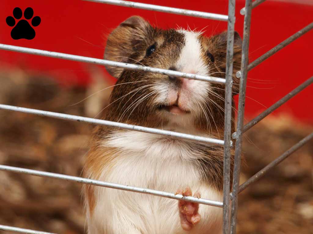 a guinea pigs is standing on her shelter.