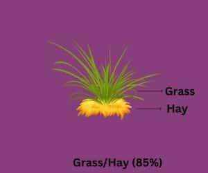 Hay and Grass for Rabbit Diet