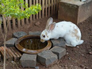 Rabbit Drinking frash and cool water in tub.