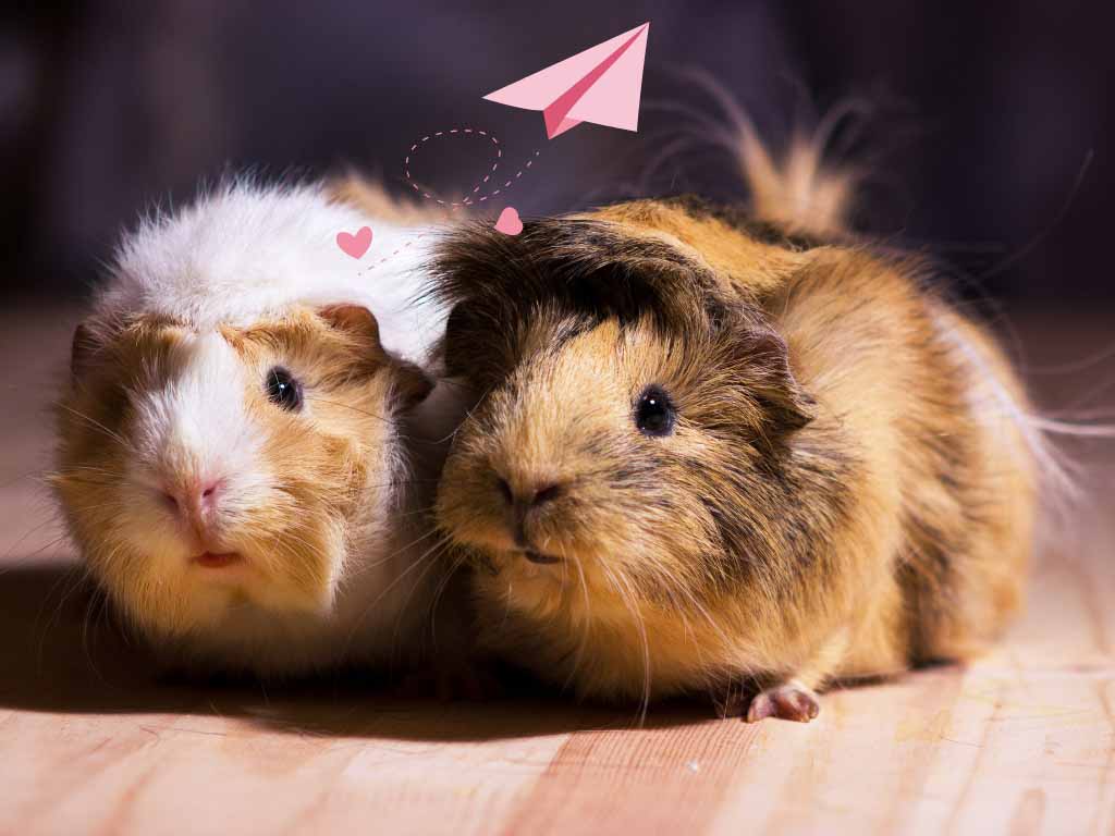 Two Guinea Pigs Sitting In the Floor.