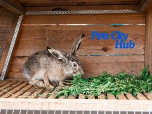 A Rabbits Eating Grass at Her Shade