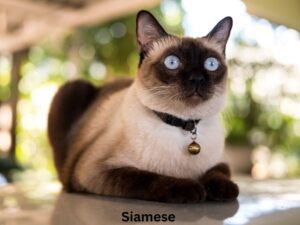 Siamese ️ sitting down in floor.