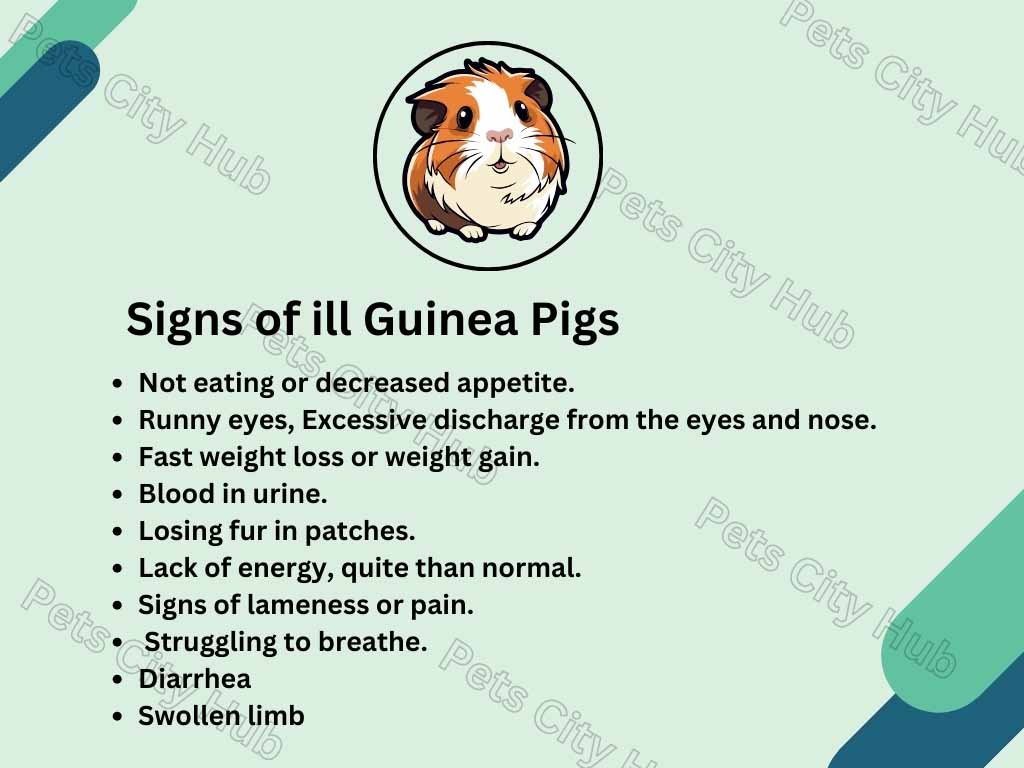 Signs of ill Guinea Pigs