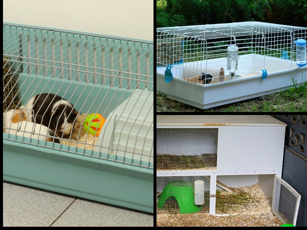 Cage Setup for Guinea Pigs.