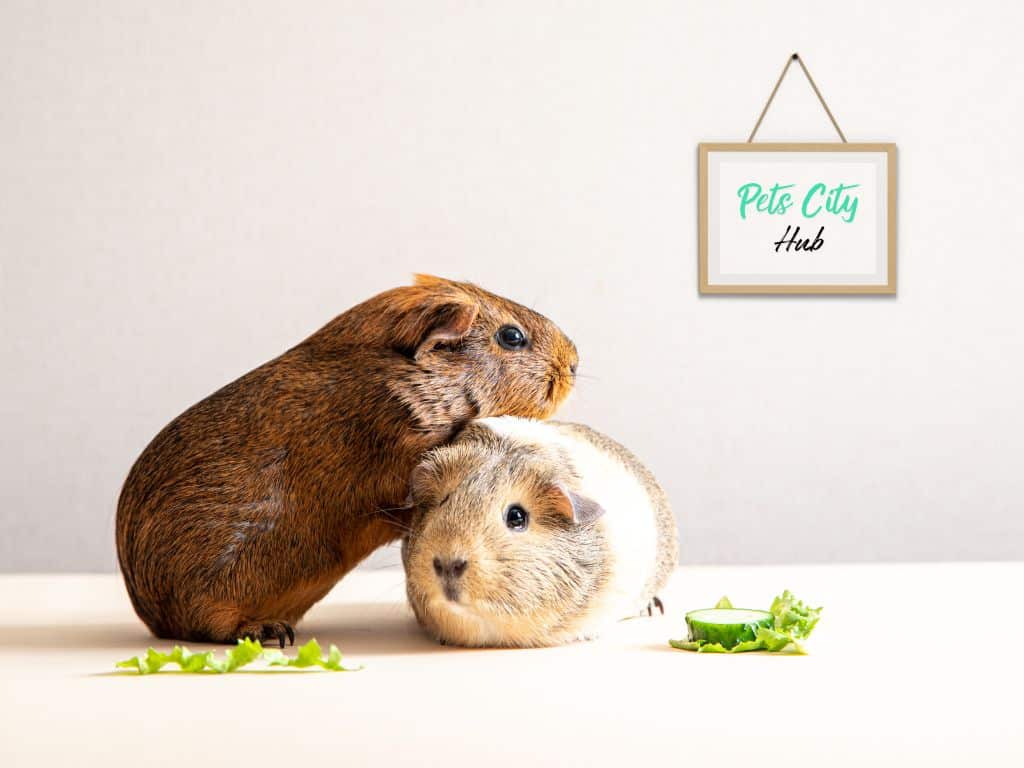 a guinea pig stand another guinea pig .