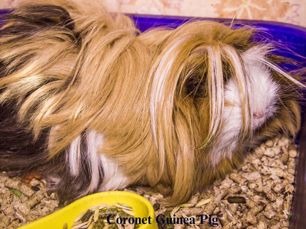 Coronet Guinea Pig sitting down in her cage.