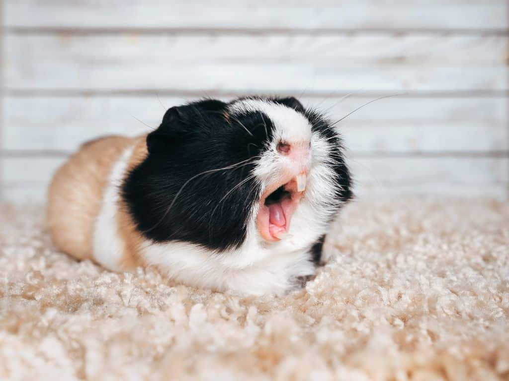 a guinea pigs sitting down with open mouth