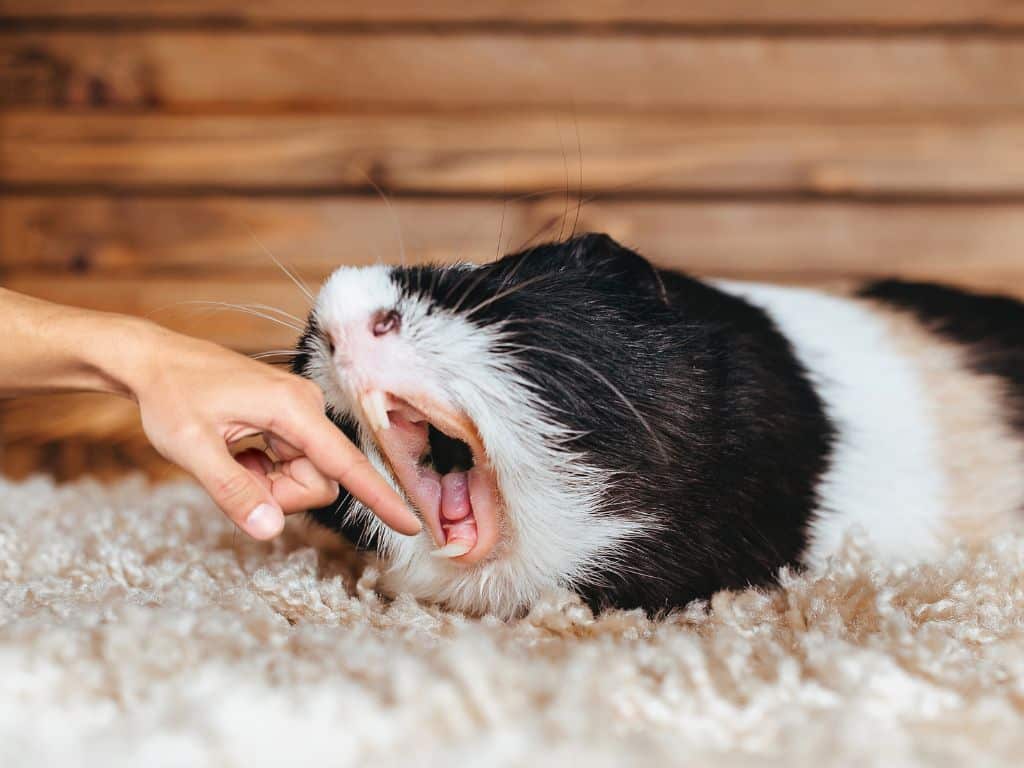 A guinea Pig try to Bite a hand.