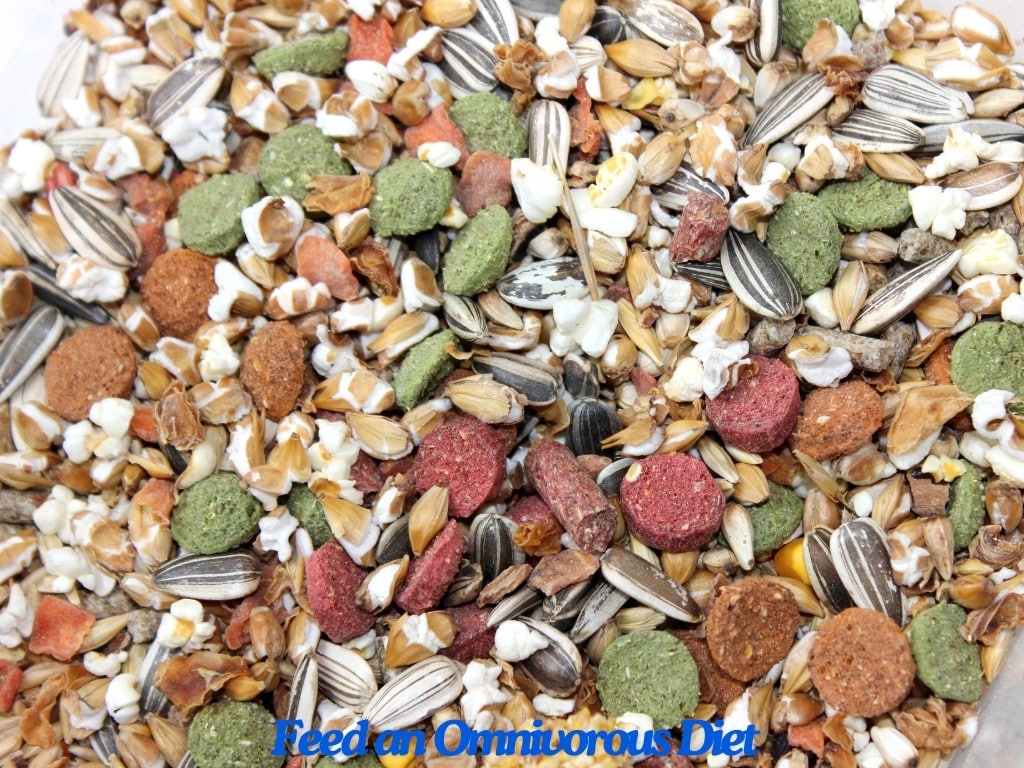 Feed an Omnivorous Diet