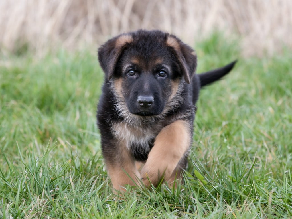 French shepherd (French Bulldog and German Shepherd mix) walking in grass fields.