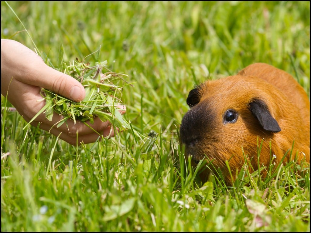 Fresh Grass Eating Guinea Pigs.