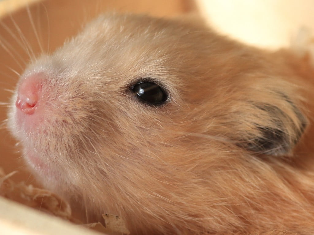 Hamster Eye