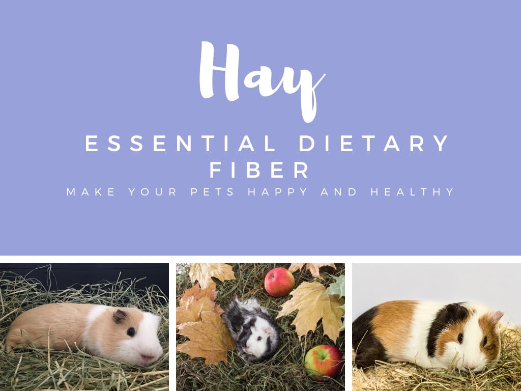 Hay for Guinea Pigs