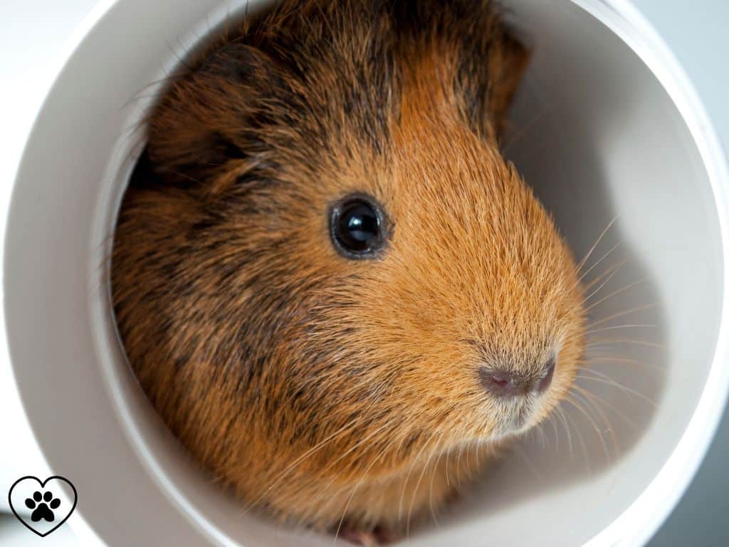 guinea pigs hide in plastick Pip.