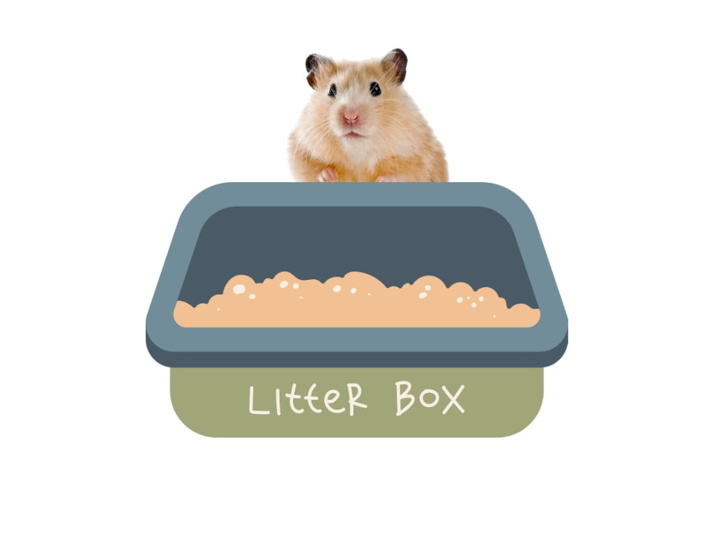 a hamster standt in her letter box.
