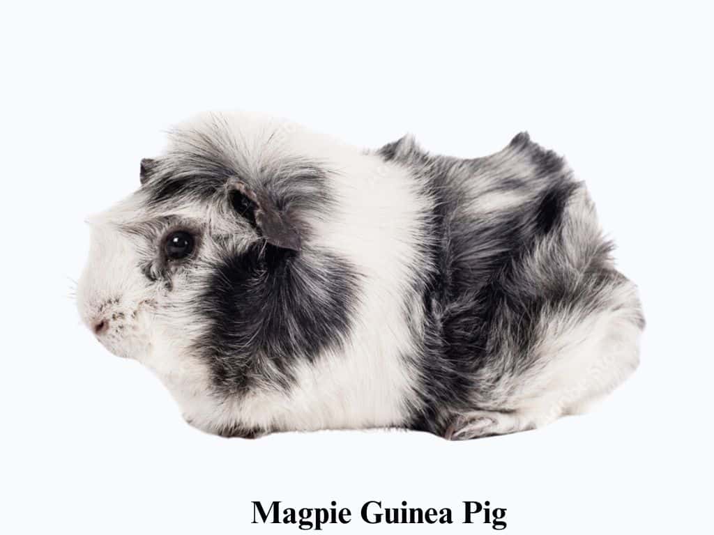 Magpie Guinea Pig sitting down.