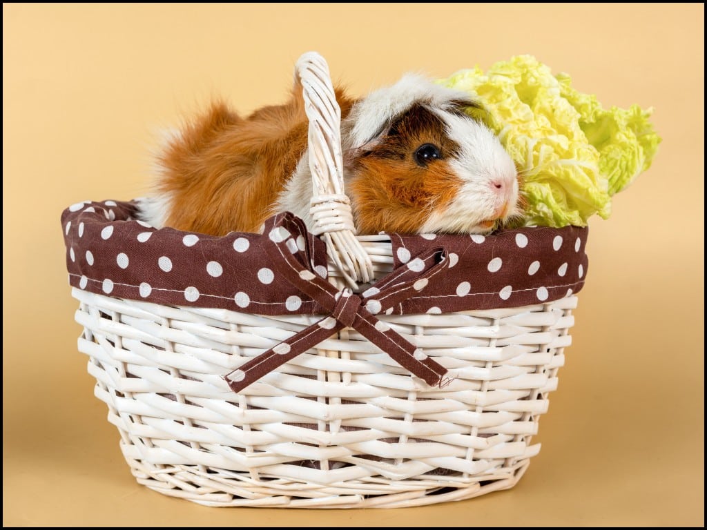 A guinea Pigs sitting down a Napping.