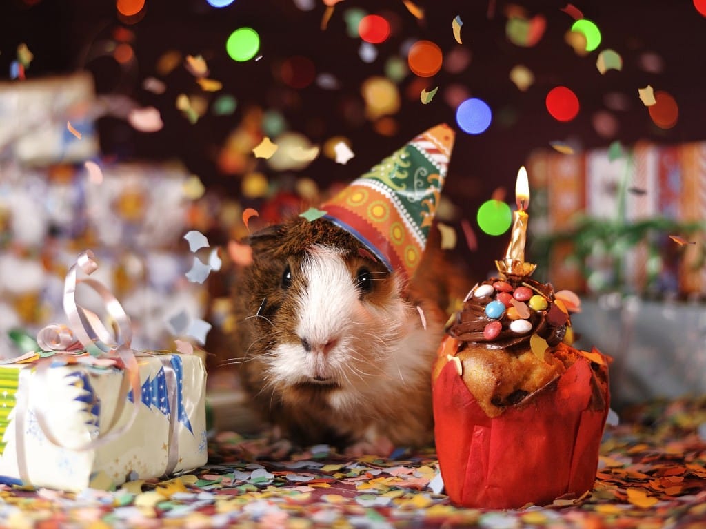 Personality Traits for Guinea Pigs.
