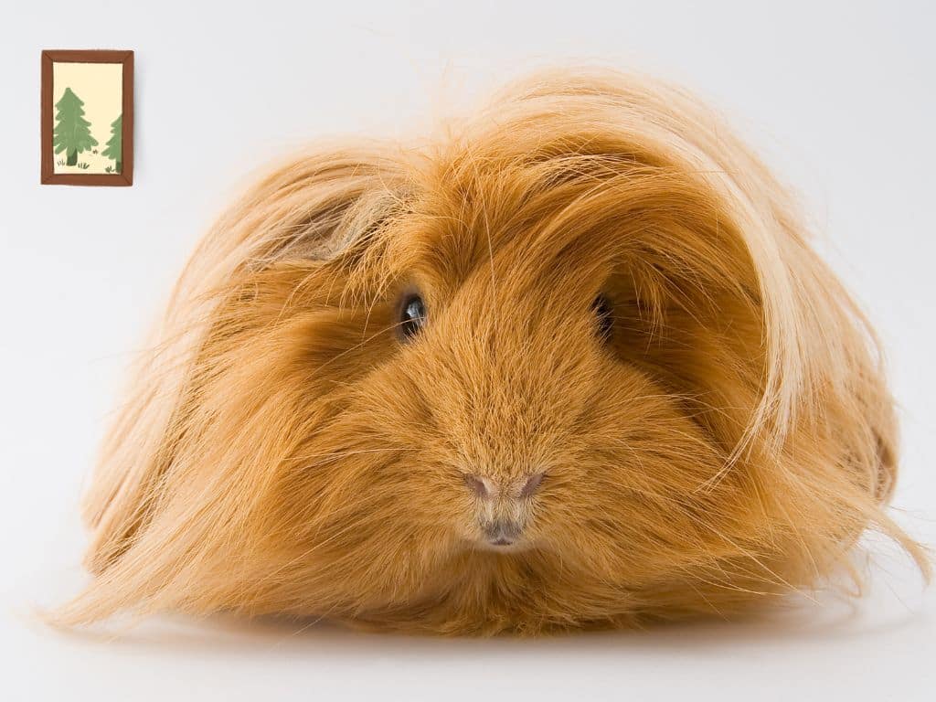 Sheltie Guinea Pigs sitting down in floor.