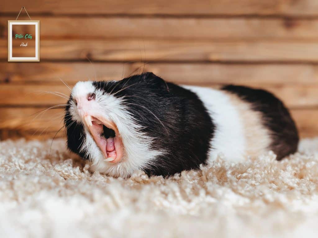 Guinea pigs Whining for Attention in the room