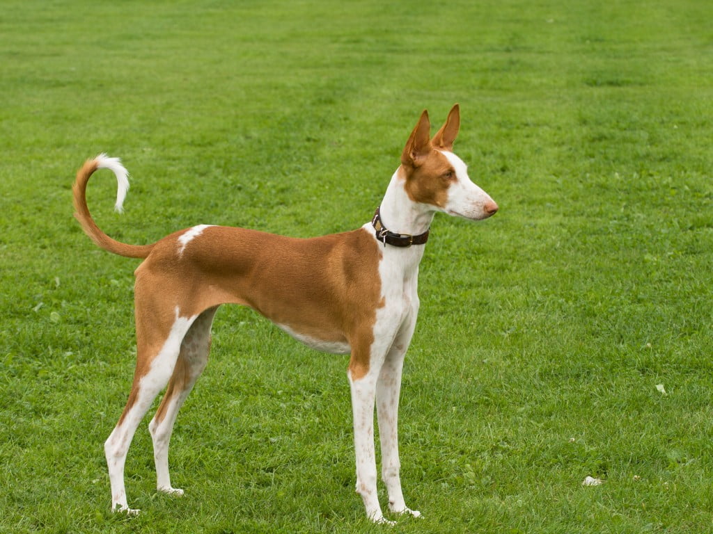 Ibizan Hound stand in fields.