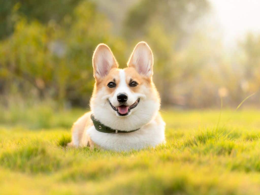 a corgi walking in the field.